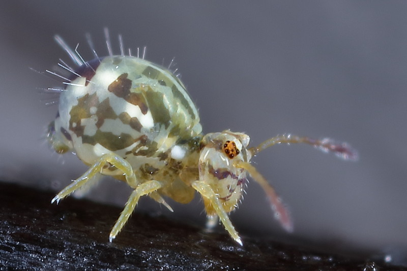 Jordanathrix sp. 4