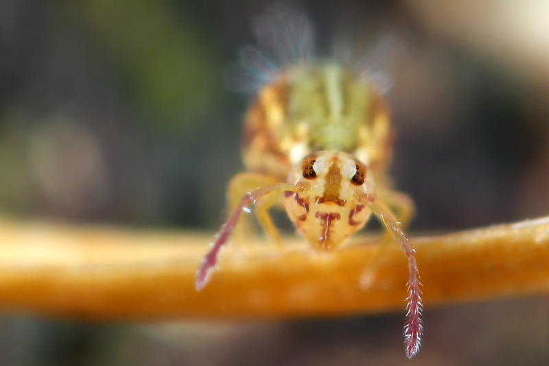 Jordanathrix sp. 4