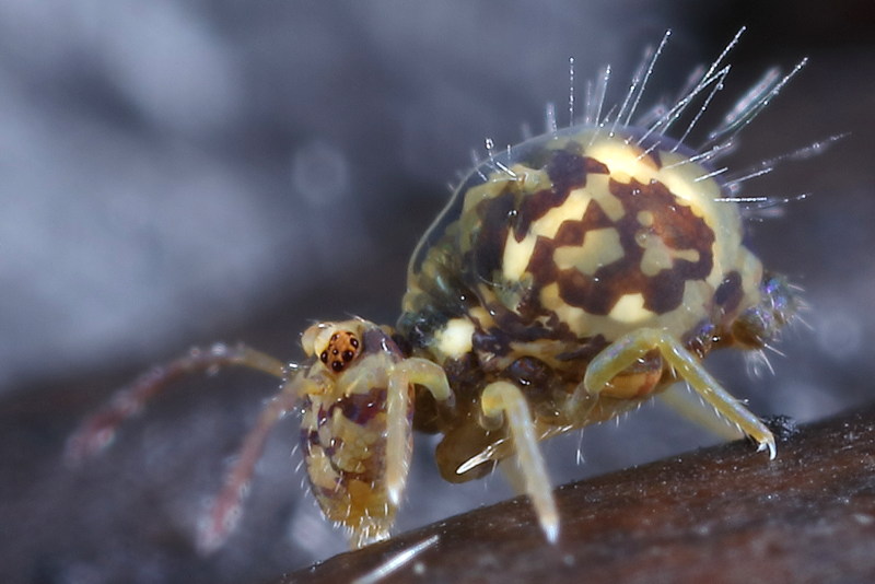 Jordanathrix sp. 4