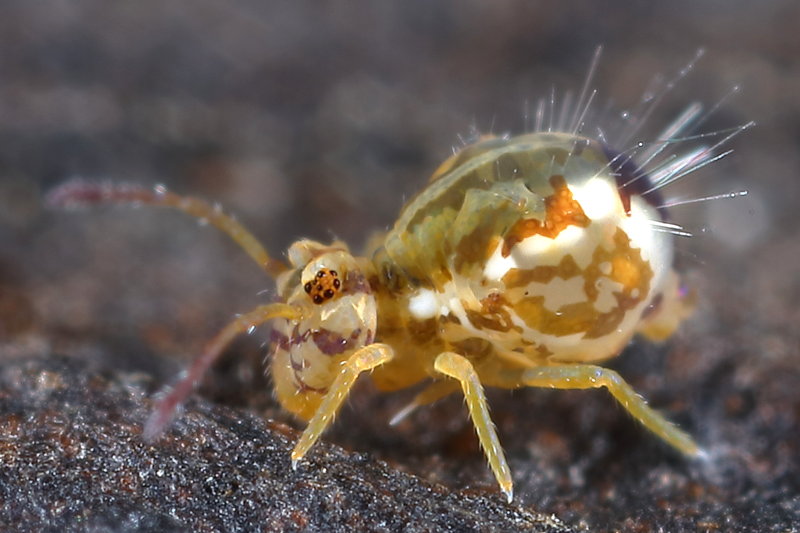 Jordanathrix sp. 4
