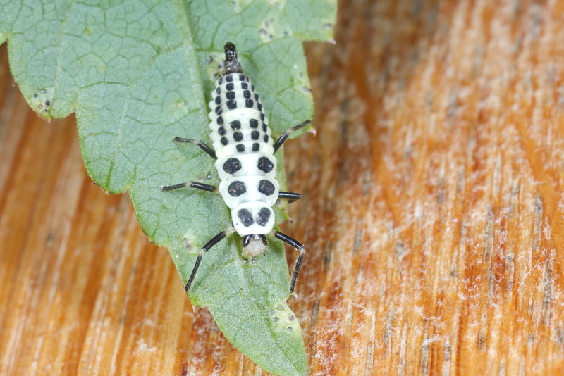 Tienvleklieveheersbeestje, Calvia decemguttata, larve