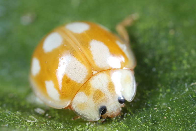 Tienvleklieveheersbeestje, Calvia decemguttata