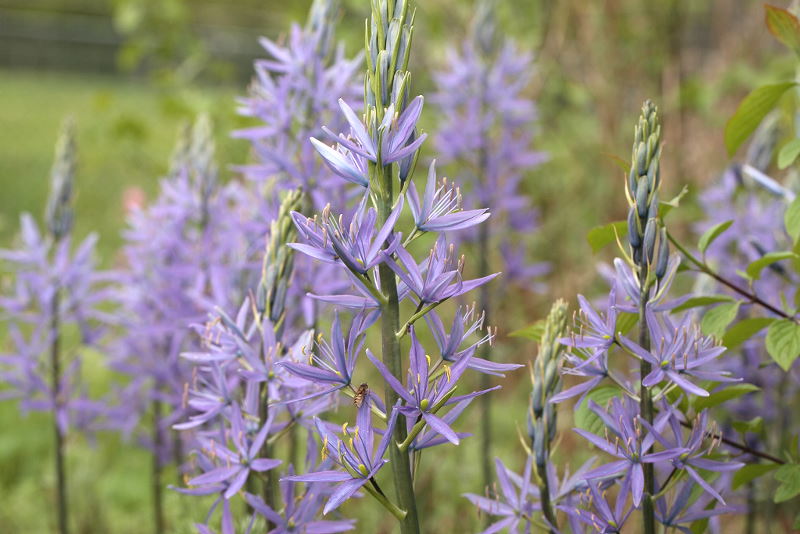 Camassia