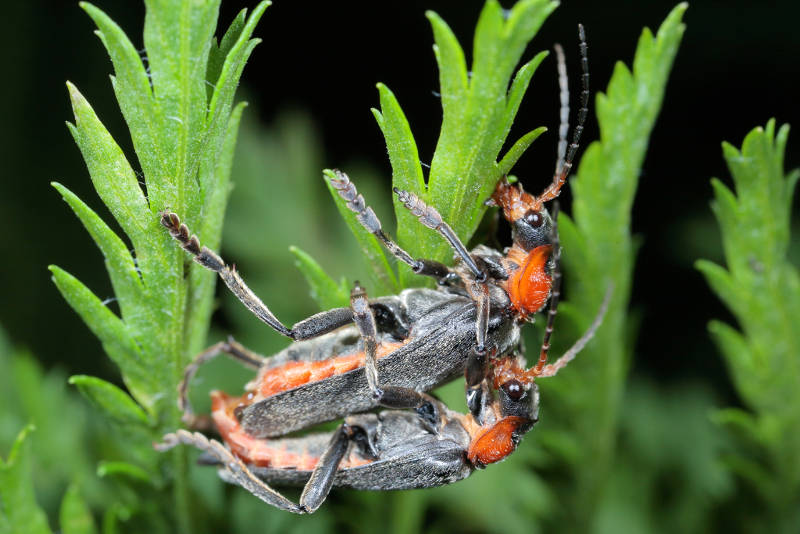 Zwartpootsoldaatje, Cantharis fusca