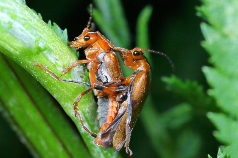 Geel soldaatje, Cantharis livida