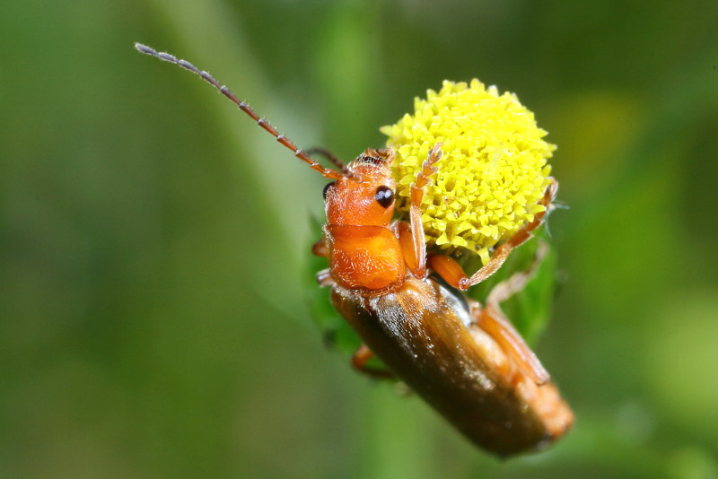 Rood soldaatje, Cantharis rufa