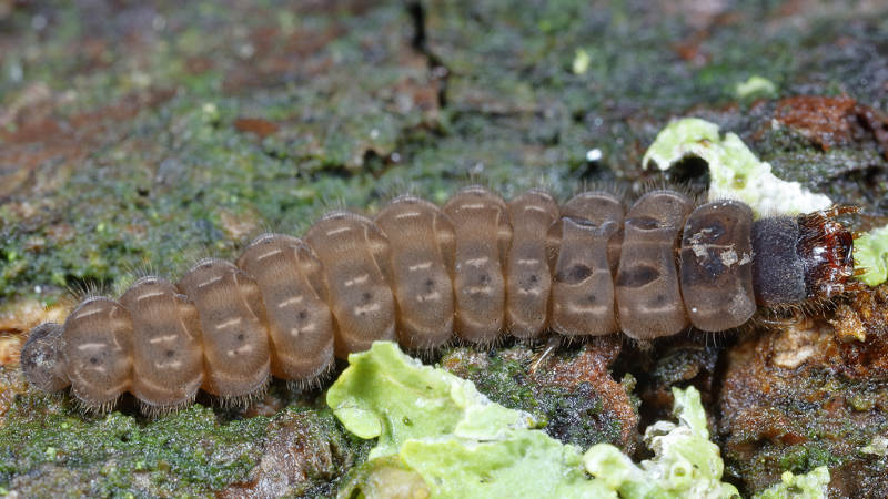 larve soldaatje, Cantharis spec