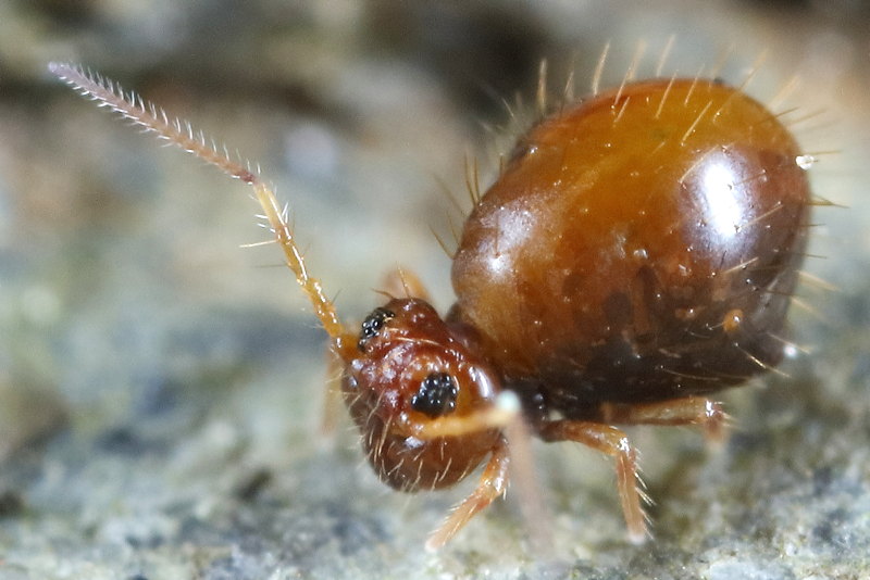 Caprainea marginata forma cinerea