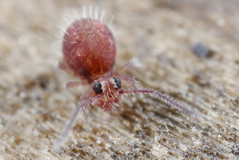 Caprainea marginata