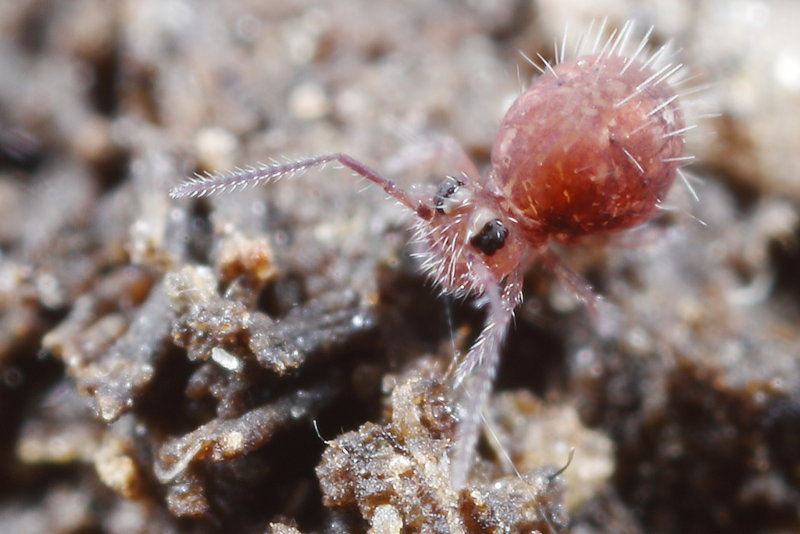 Caprainea marginata