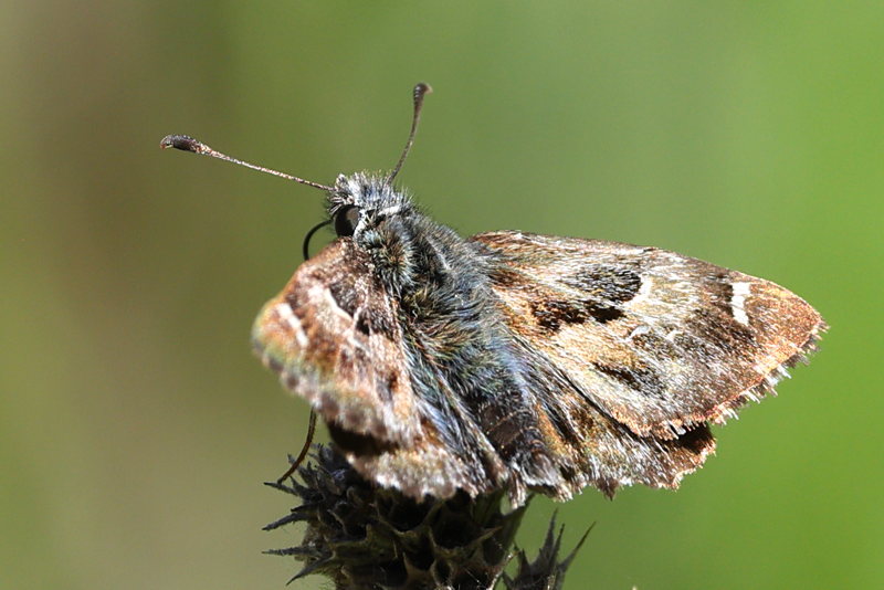 Kaasjeskruiddikkopje, Carcharodus alceae (GR)