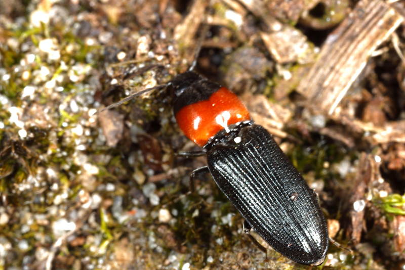 Roodhalskniptor, Cardiophorus ruficollis