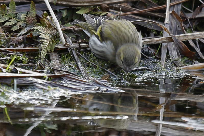 Sijs vrouw, Carduelis spinus