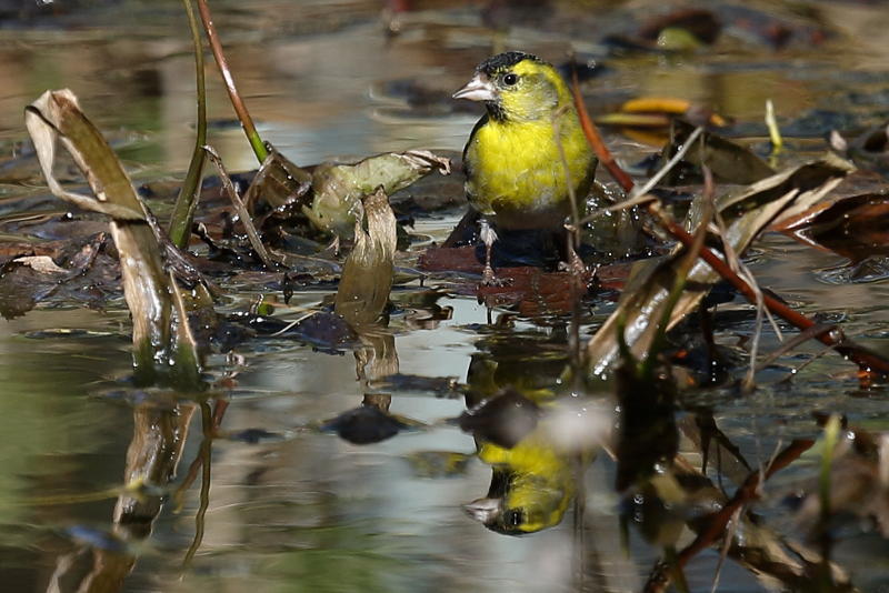 Sijs man, Carduelis spinus