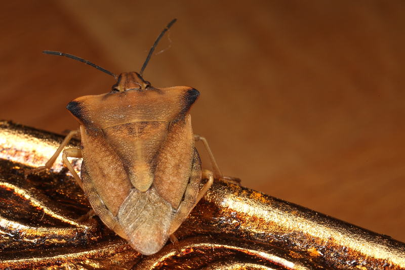 Carpocoris fuscispinus, Beemdkroonschildwants