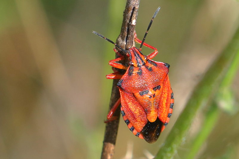 Carpocoris pudicus