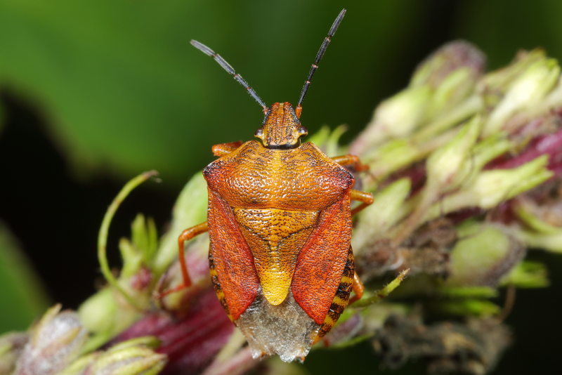 Carpocoris purpureipennis, Knoopkruidschildwants