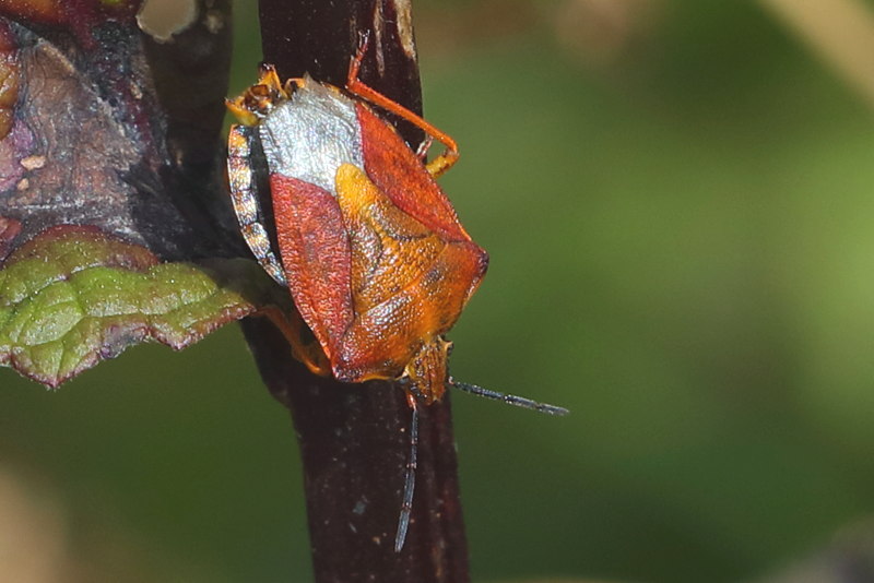 Carpocoris purpureipennis, Knoopkruidschildwants