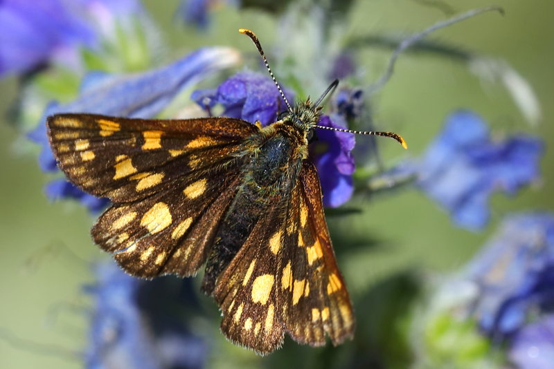 Bont dikkopje, Carterocephalus palaemon (BG)
