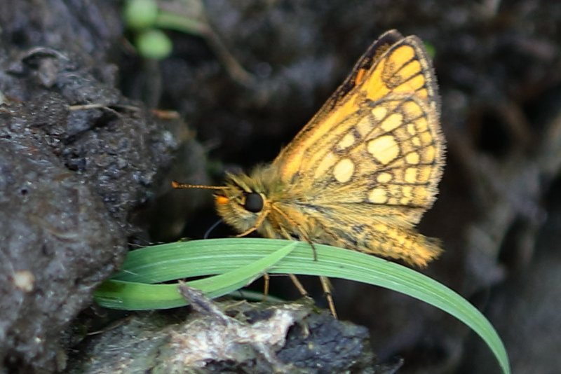 Bont dikkopje, Carterocephalus palaemon (BG)