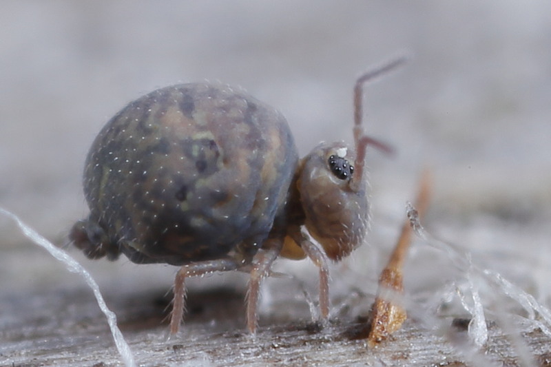 Cassagnaudiella pruinosa ♂