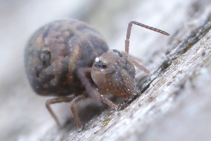 Cassagnaudiella pruinosa ♂