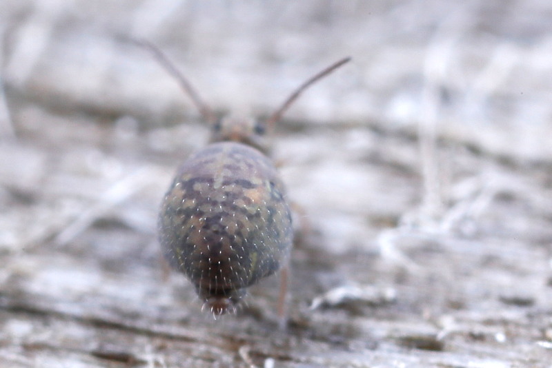 Cassagnaudiella pruinosa ♂