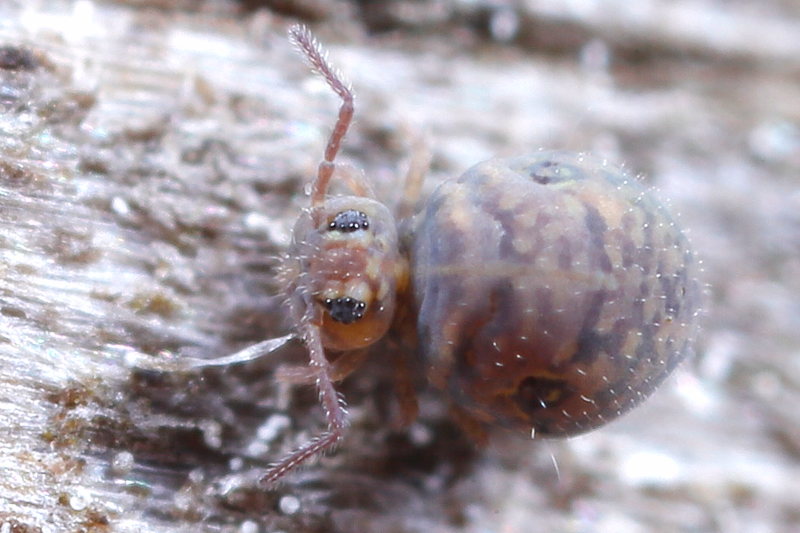 Cassagnaudiella pruinosa ♂