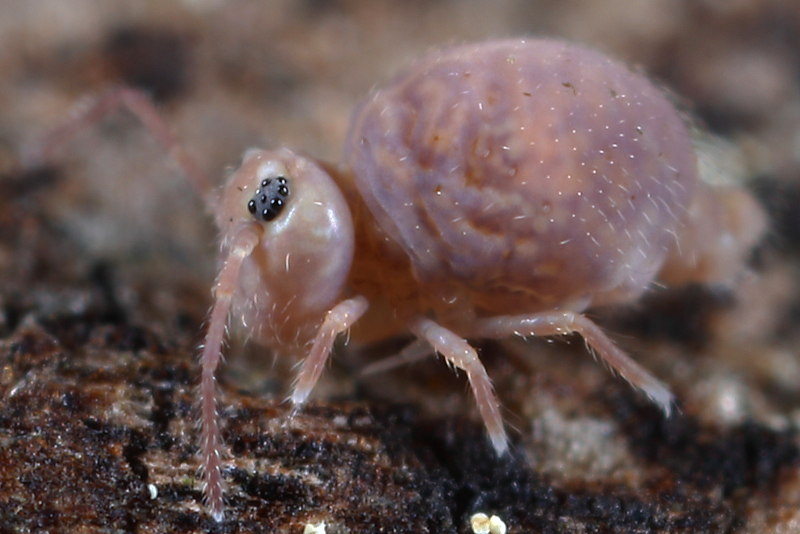 Cassagnaudiella pruinosa