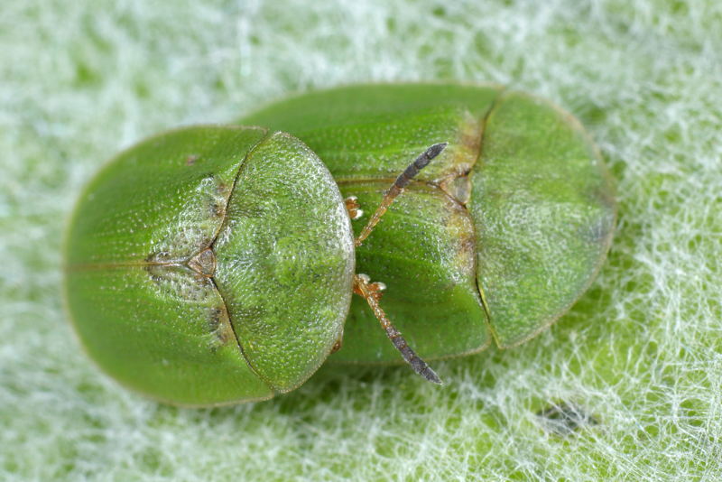 Groene distelschildpadtor, Cassida rubiginosa