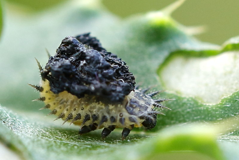 Groene distelschildpadtor larve, Cassida rubiginosa