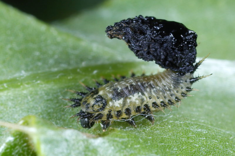 Groene distelschildpadtor larve, Cassida rubiginosa