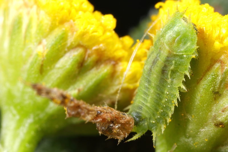 Cassida stigmatica, larve