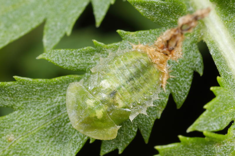 Cassida stigmatica, pop