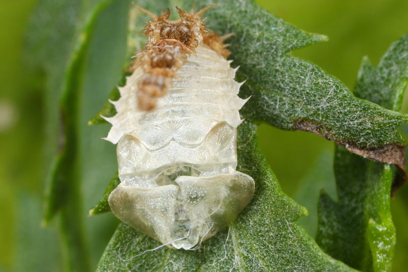 Cassida stigmatica, pophuid