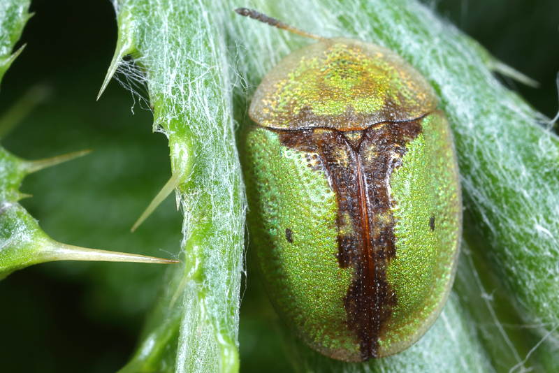 Groene distelschildpadtor, Cassida vibex