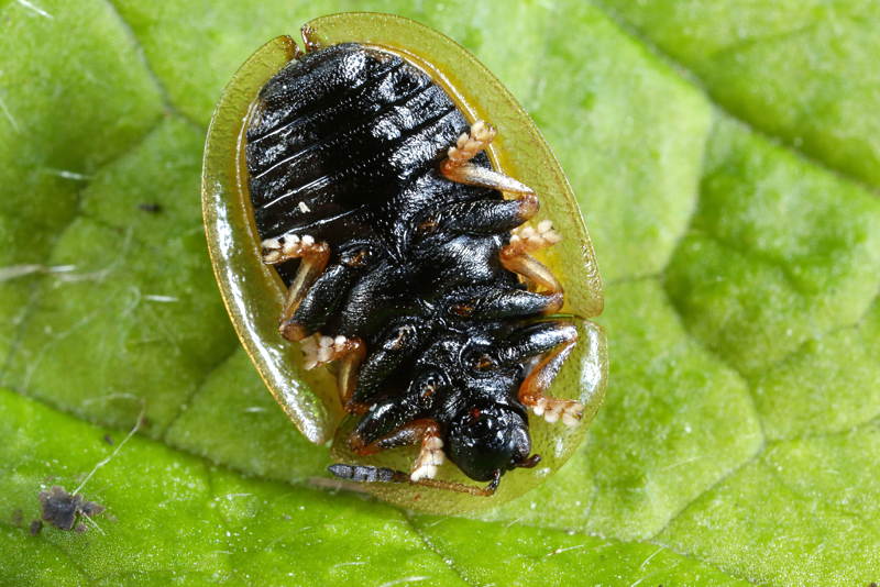 Groene distelschildpadtor, Cassida vibex