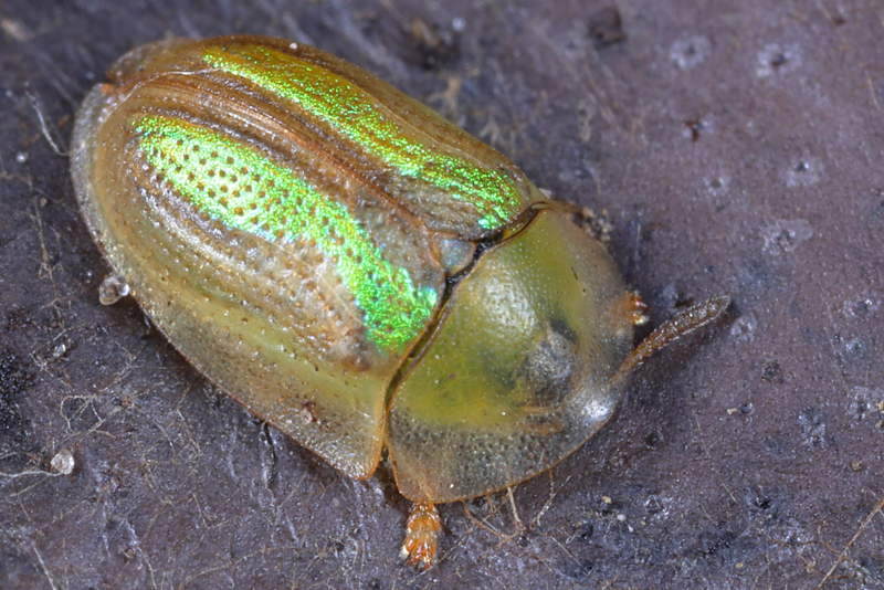 Cassida vittata