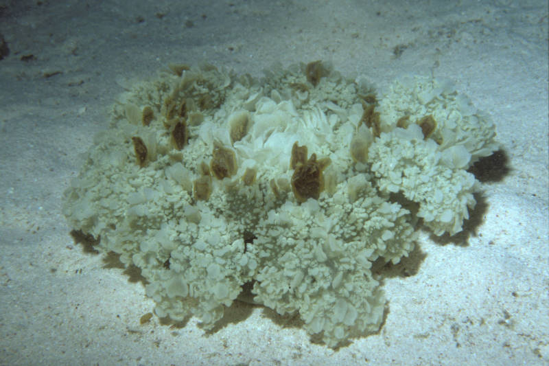 Upside Down Jelly, Cassiopea xamachana