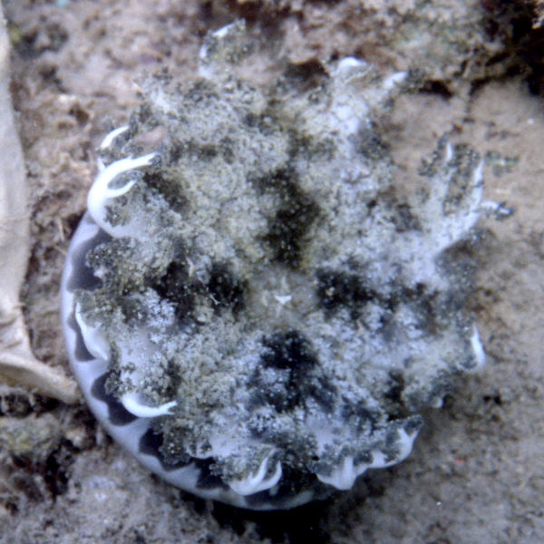 Upside Down Jelly, Cassiopea xamachana