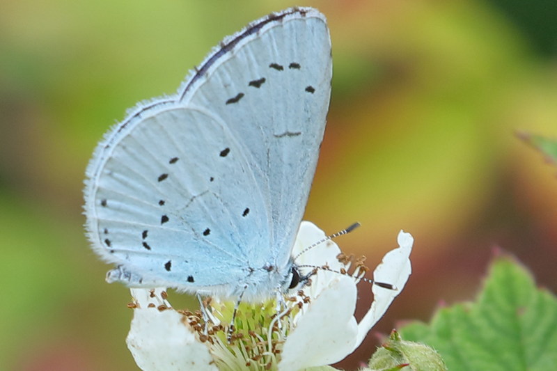 Boomblauwtje, Celastrina argiolus (NL)