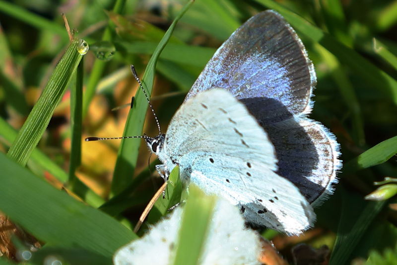 Boomblauwtje, Celastrina argiolus ♀ (NL)