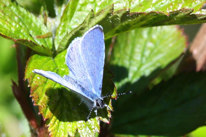 Boomblauwtje, Celastrina argiolus ♂ (NL)