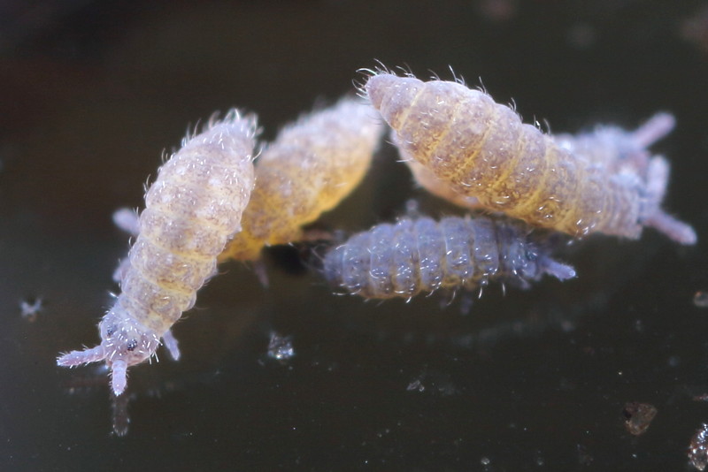 Ceratophysella bengtssoni