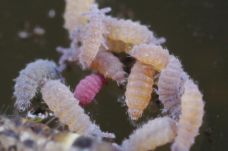 Ceratophysella bengtssoni