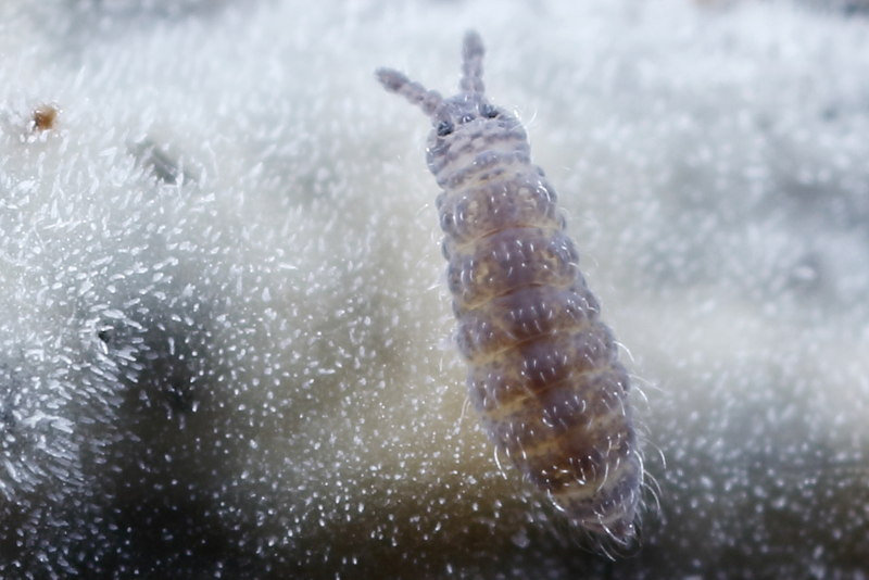 Ceratophysella denticulata