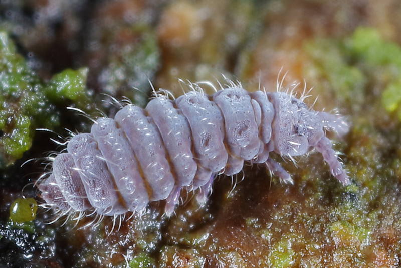 Ceratophysella denticulata