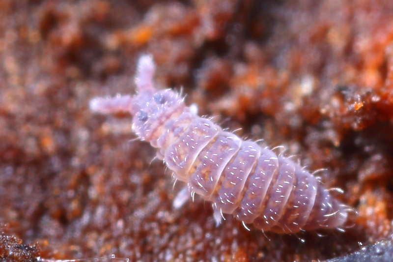 Ceratophysella gibbosa