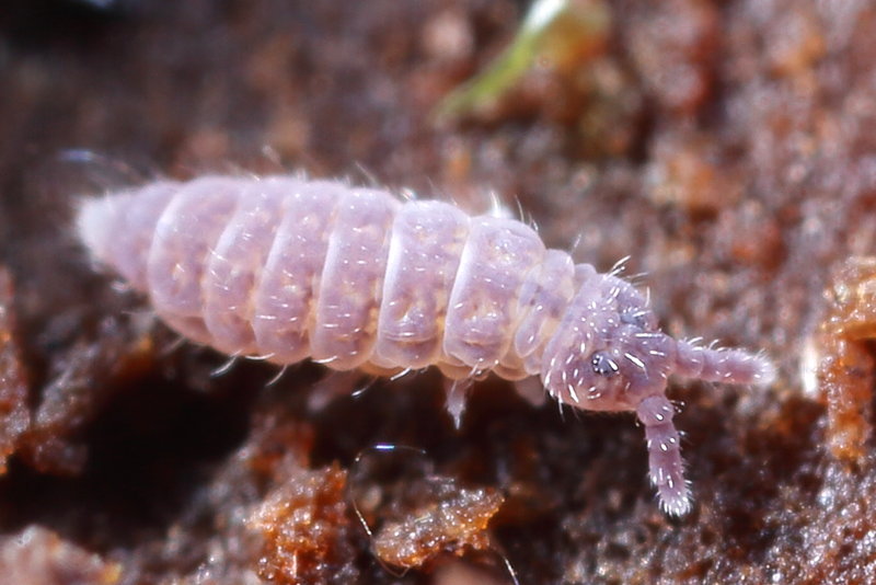 Ceratophysella gibbosa