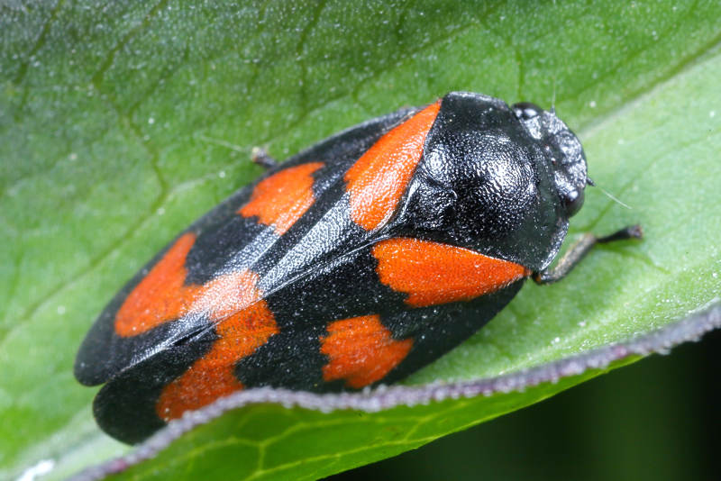 Bloedcicade, Cercopis vulnerata